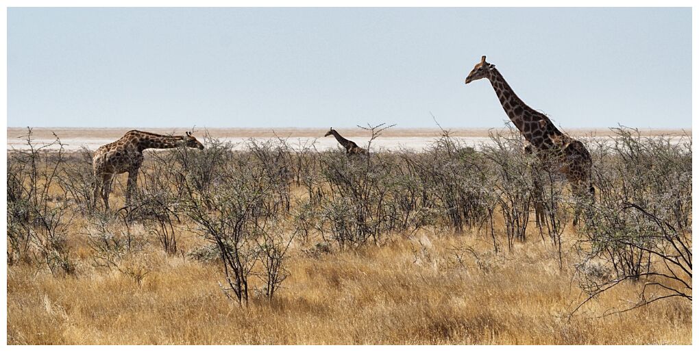 Etosha National Park