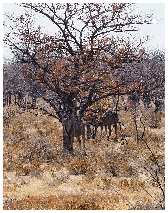 Etosha National Park