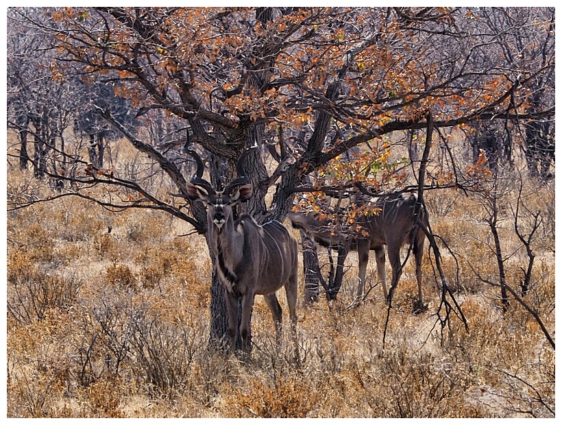 Kudu