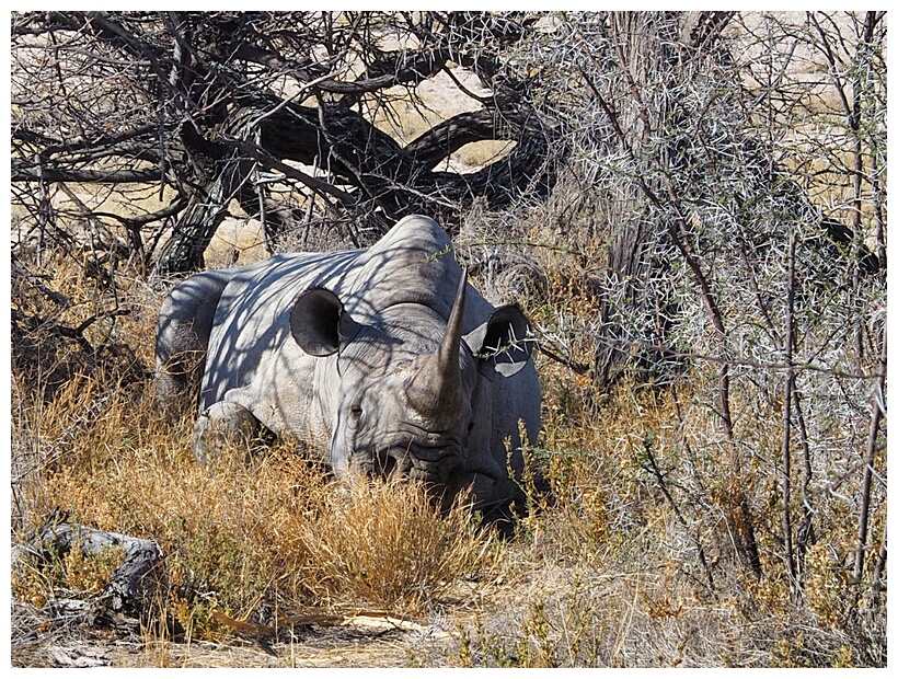 Etosha National Park