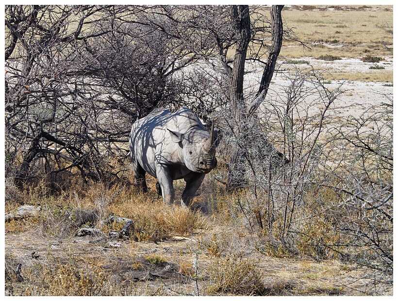 Etosha National Park