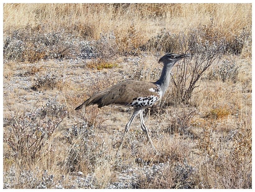 Etosha National Park