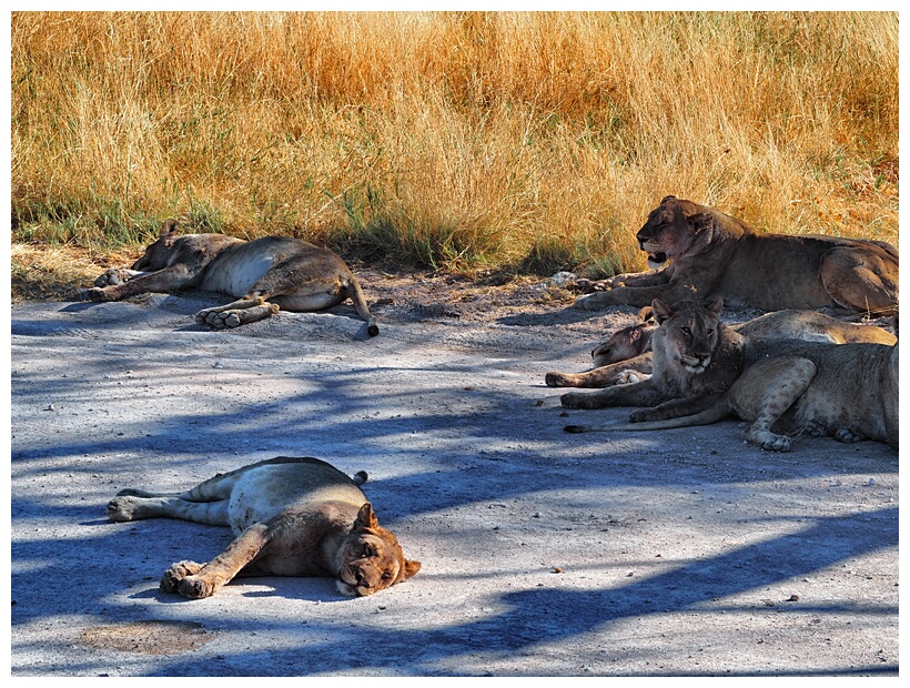 Etosha National Park