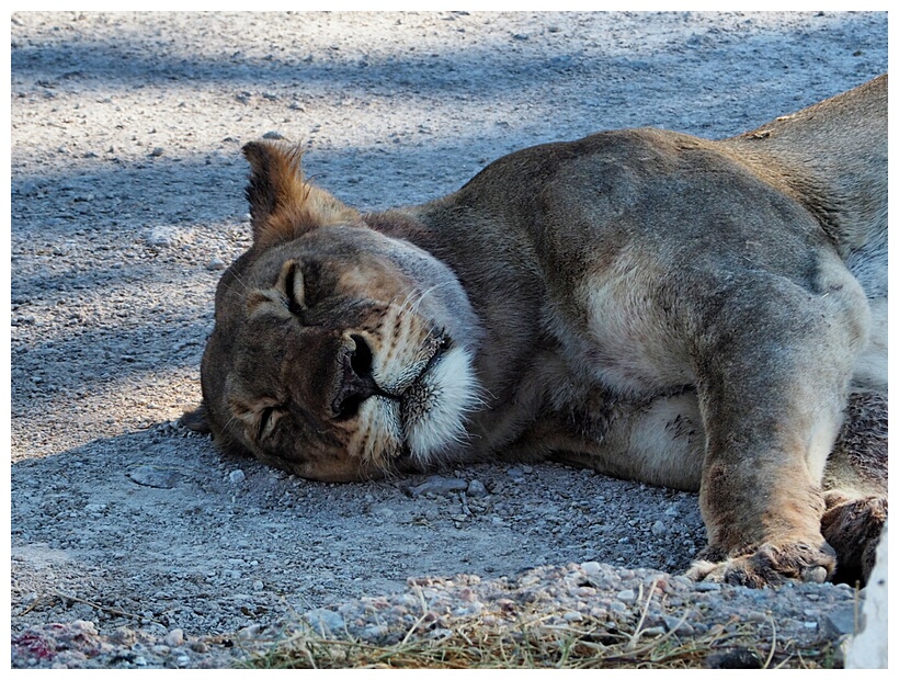 Lioness