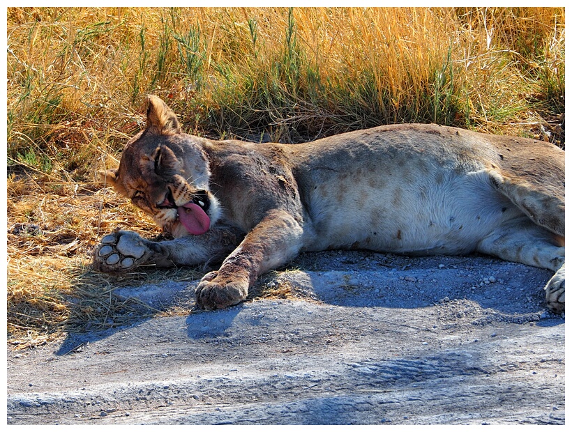 Etosha National Park