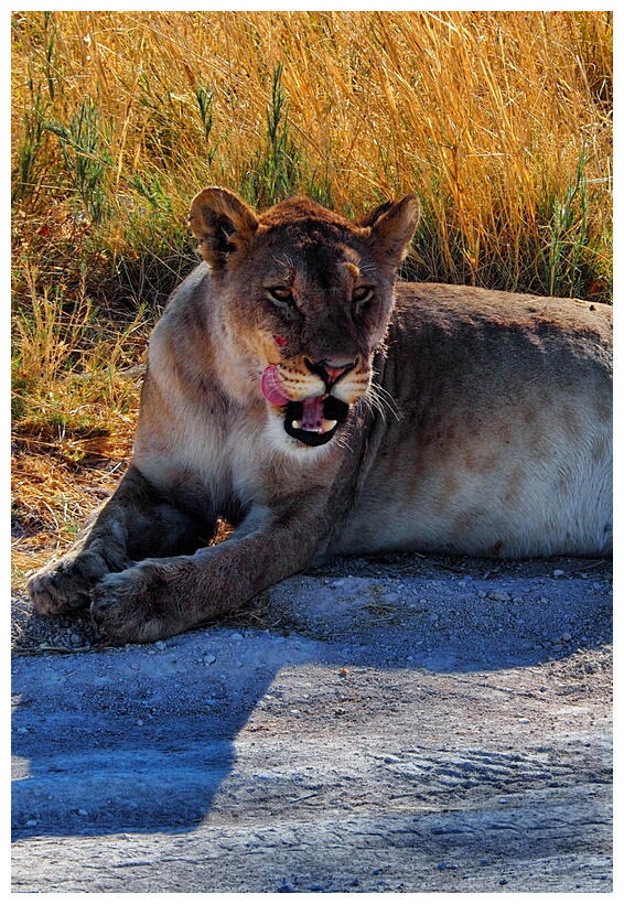 Etosha National Park