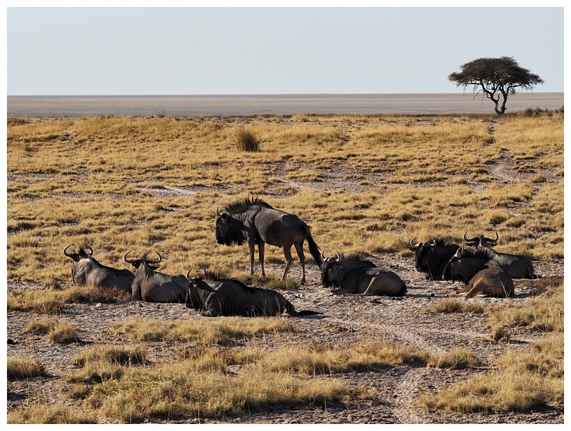 Etosha National Park