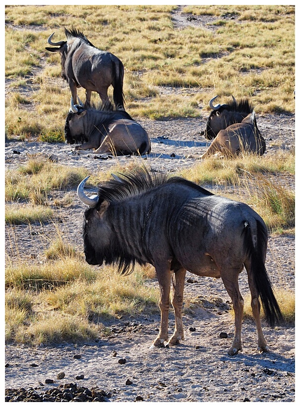 Wildebeest 