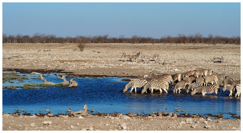 Etosha National Park