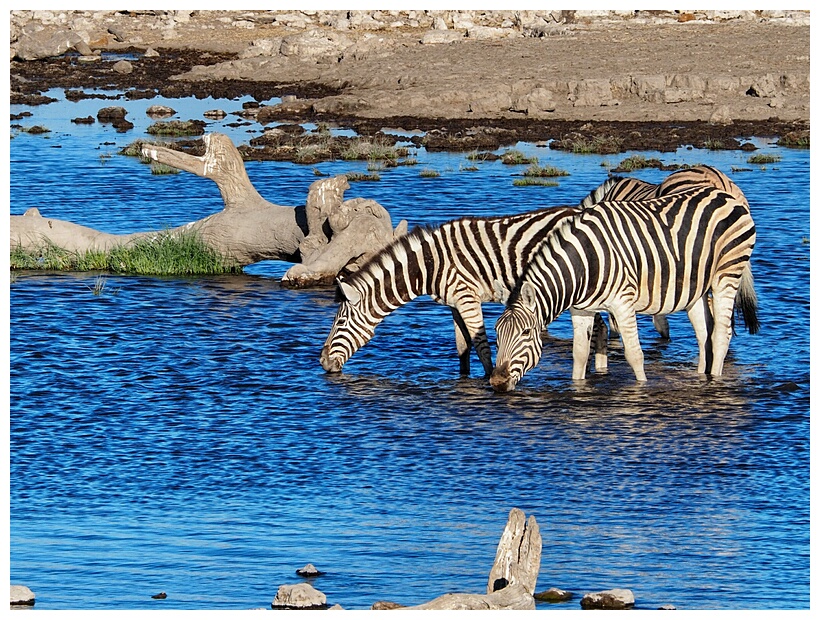 Etosha National Park