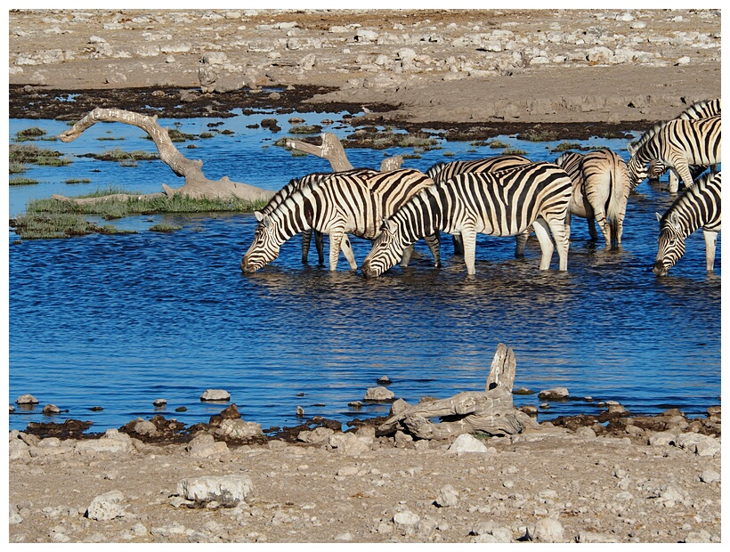 Etosha National Park