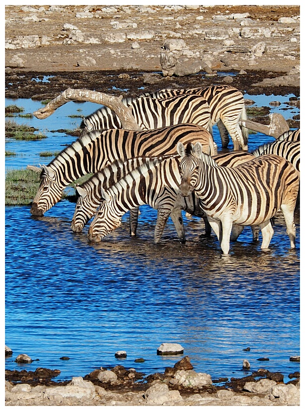 Etosha National Park