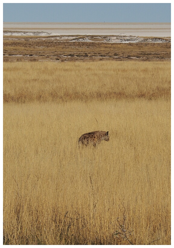 Etosha National Park