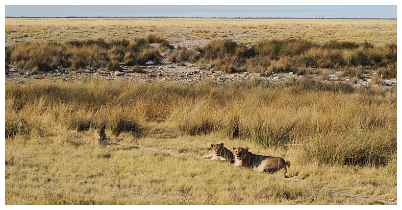 Etosha National Park