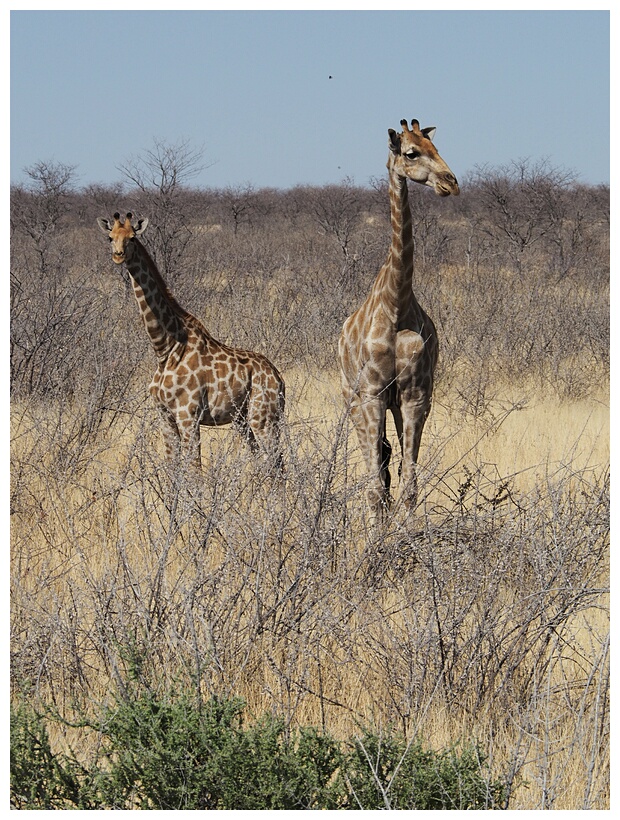 Etosha National Park