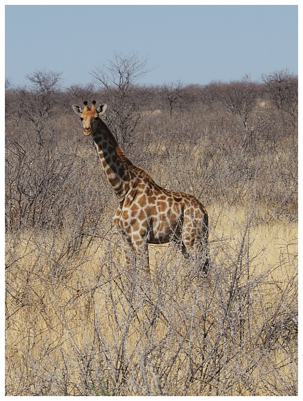 Etosha National Park