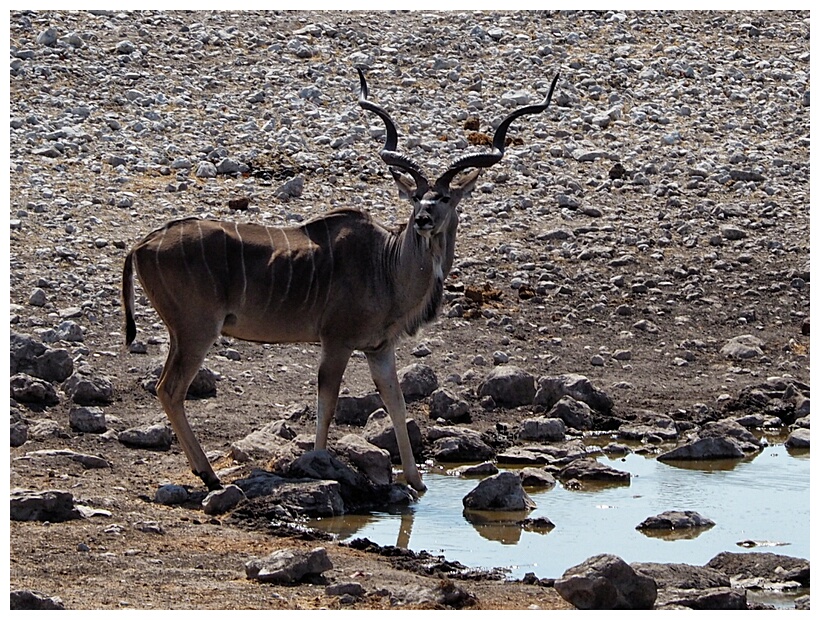 Kudu