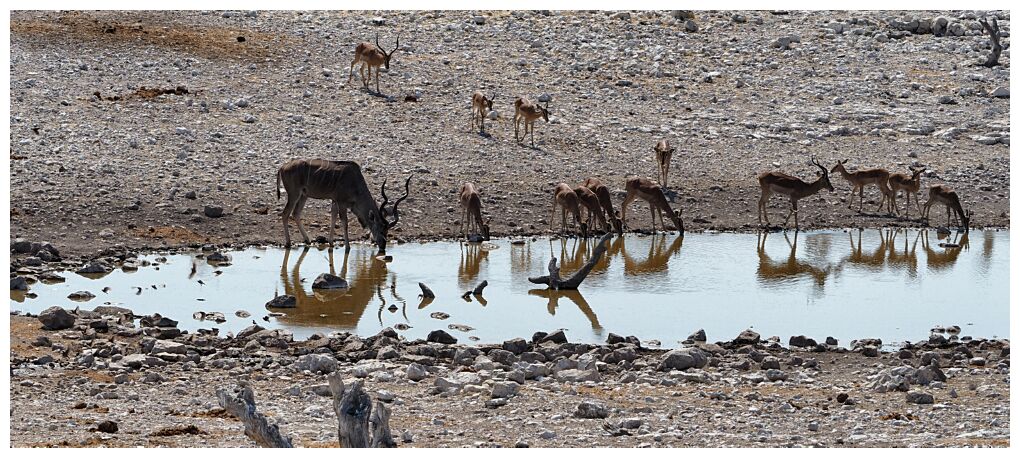 Waterhole