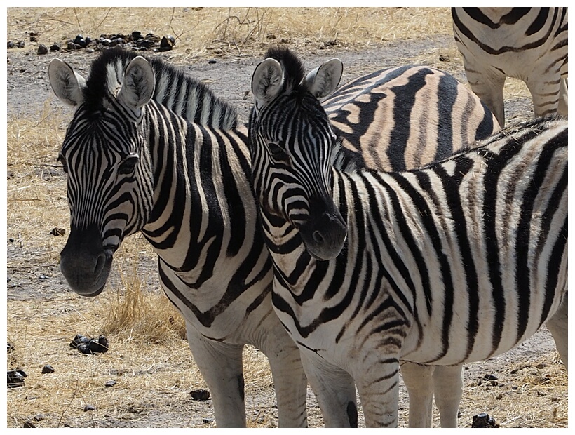 Stripes