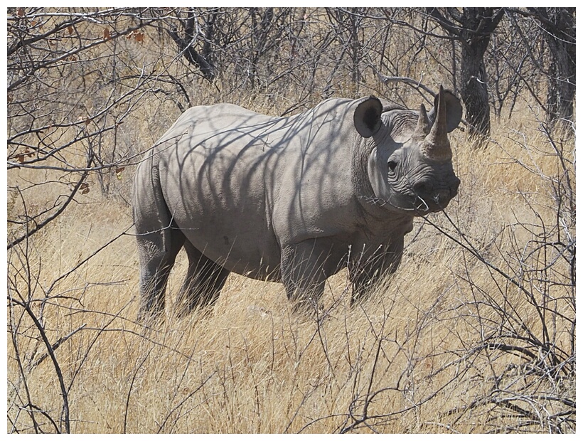 Rhino