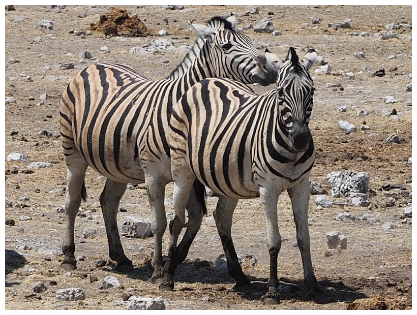 Zebras