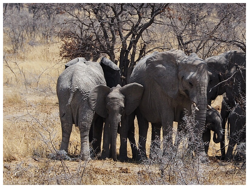 Desert Elephants