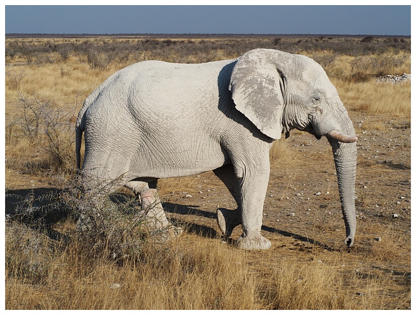 African Elephant