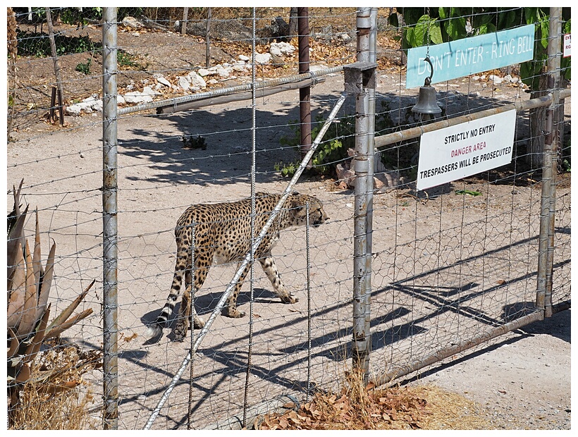 Cheetah Farm