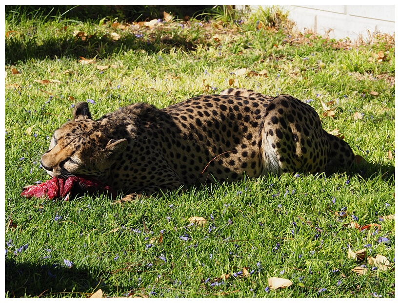 Cheetah Farm