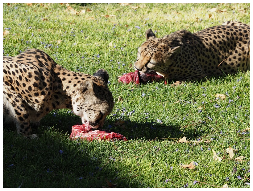 Cheetah Farm