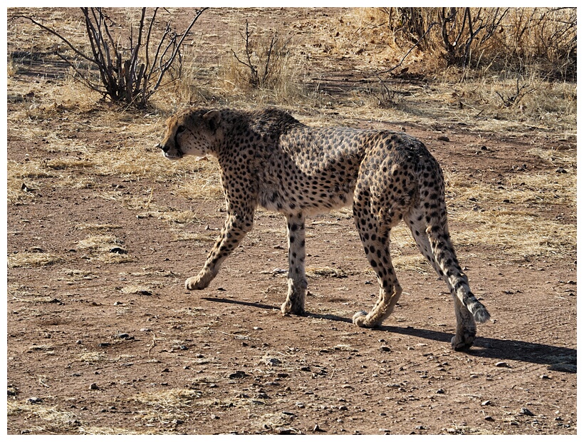 Cheetah Farm