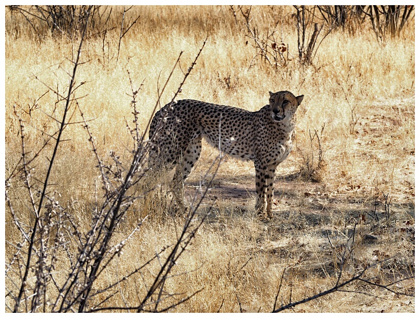 Cheetah Farm