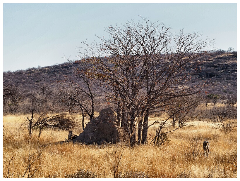 Cheetah Farm