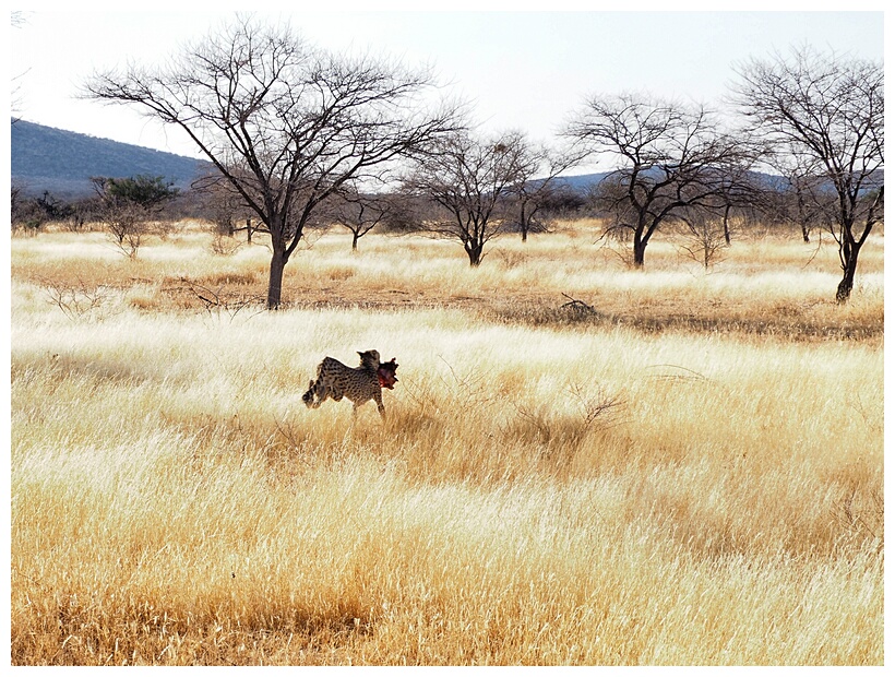 Cheetah Farm