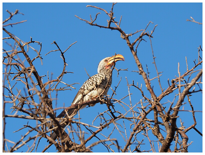 Hornbill