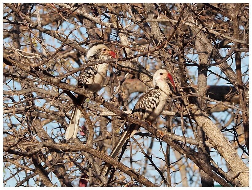 Hornbills