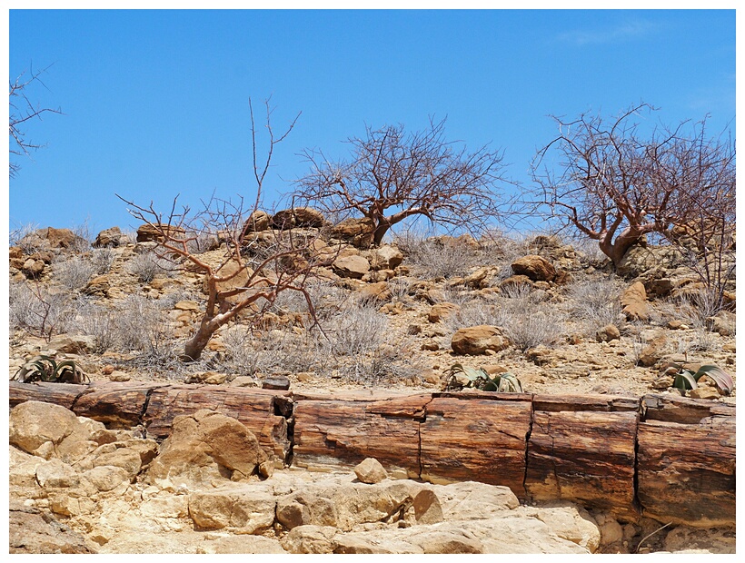 Petrified Forest