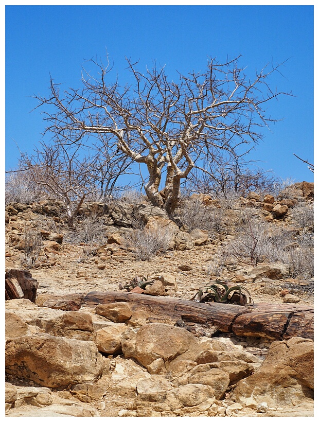 Petrified Forest