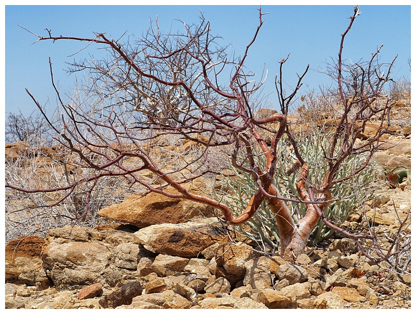 Petrified Forest