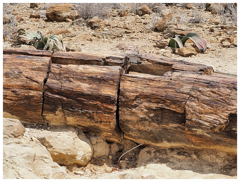 Petrified Forest