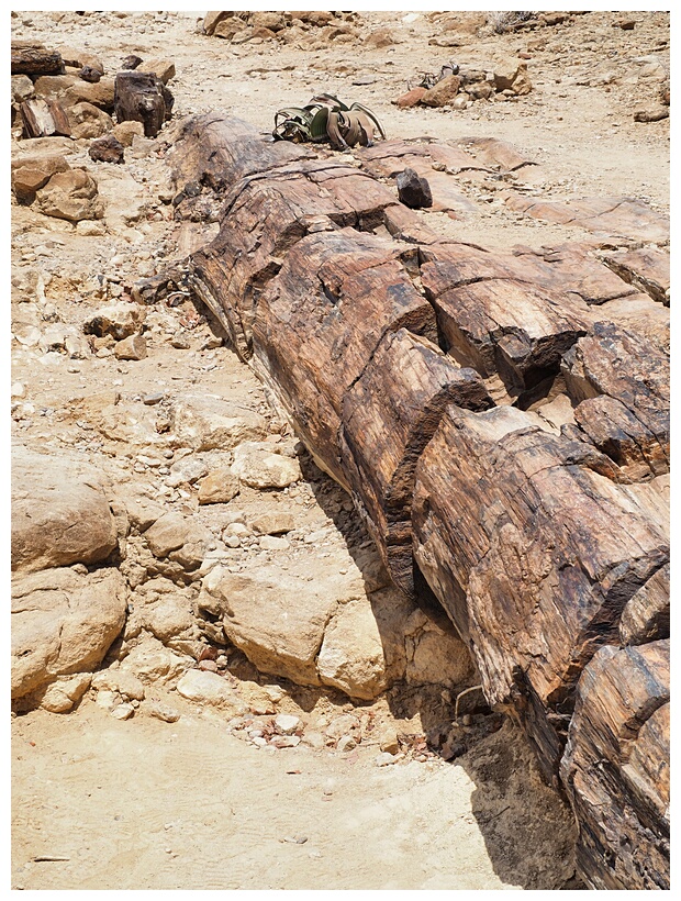 Petrified Forest