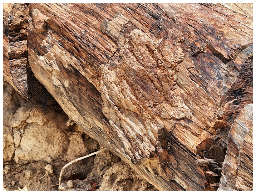 Petrified Forest