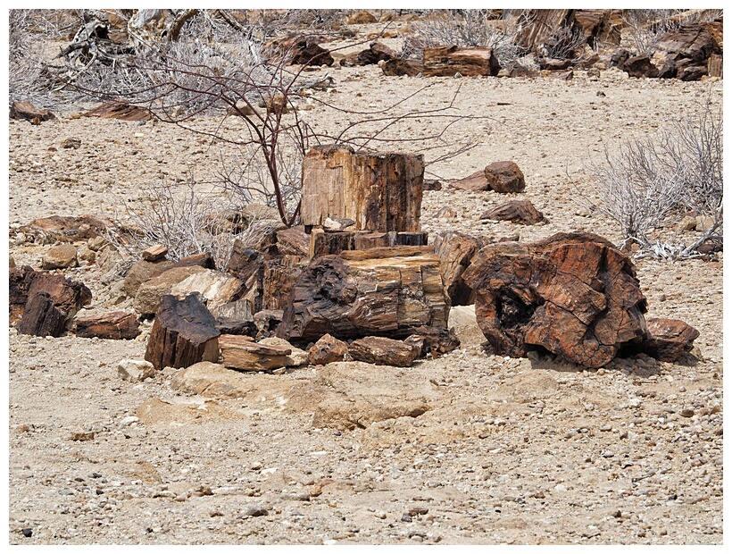 Petrified Forest