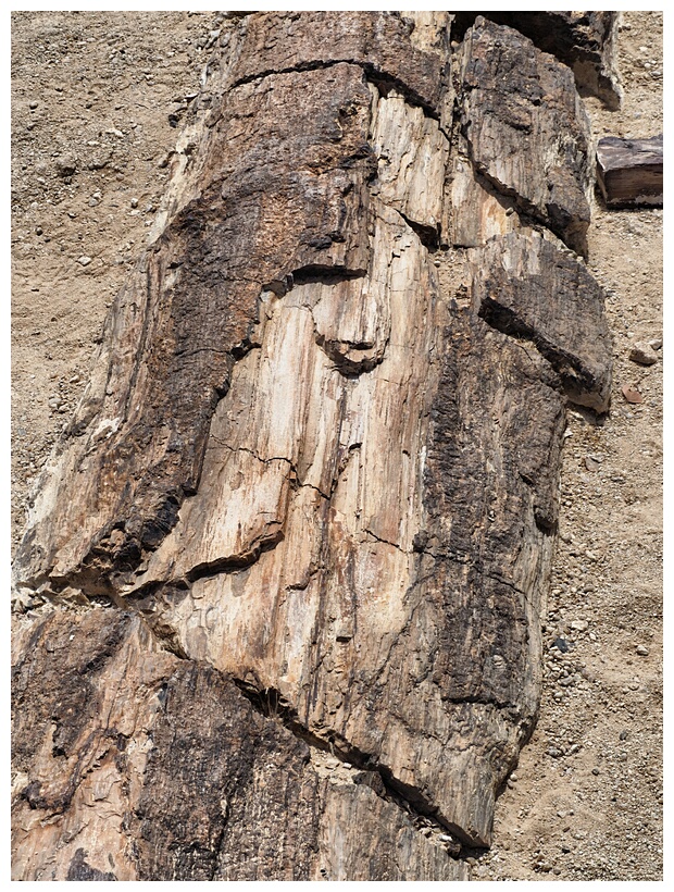 Petrified Forest