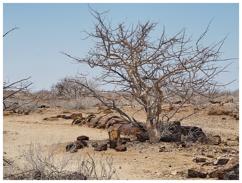 Petrified Forest