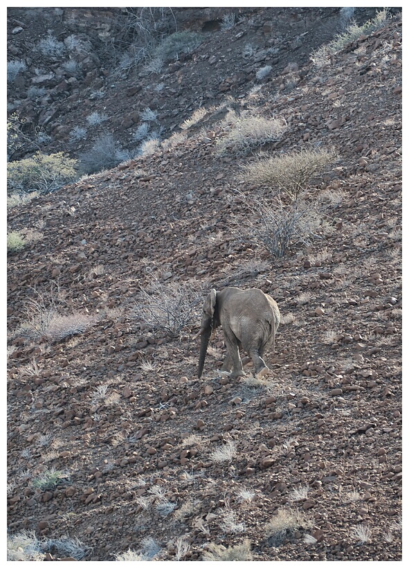 Desert Elephant