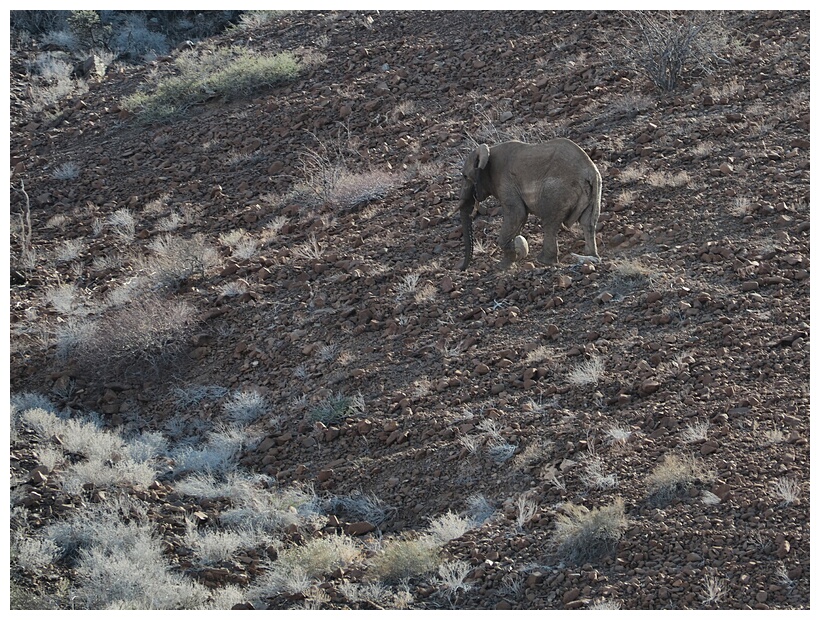 Desert Elephant