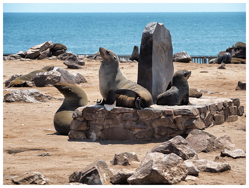 Cape Cross Seal Reserve