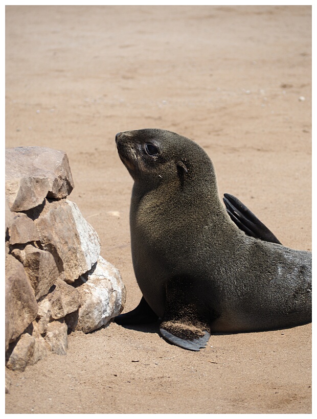 Cape Cross Reserve