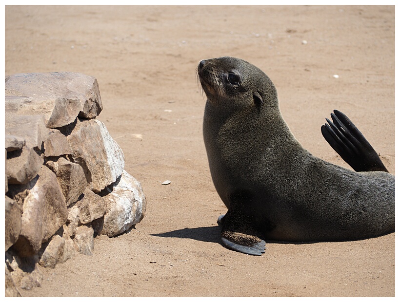 Cape Cross Seal Reserve